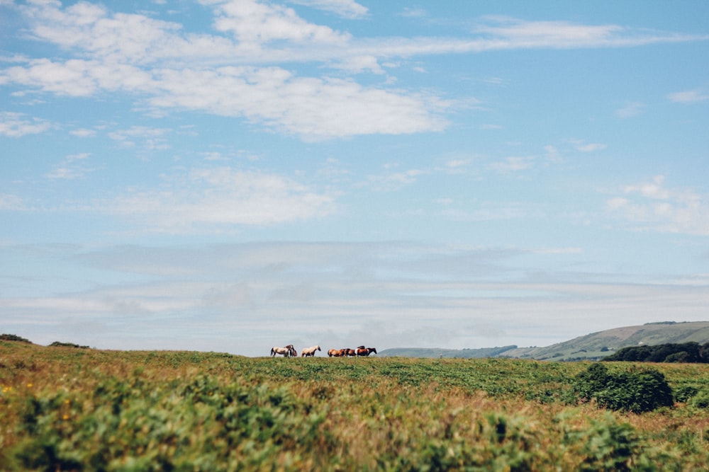 brown and white horses standing on grass field during day time