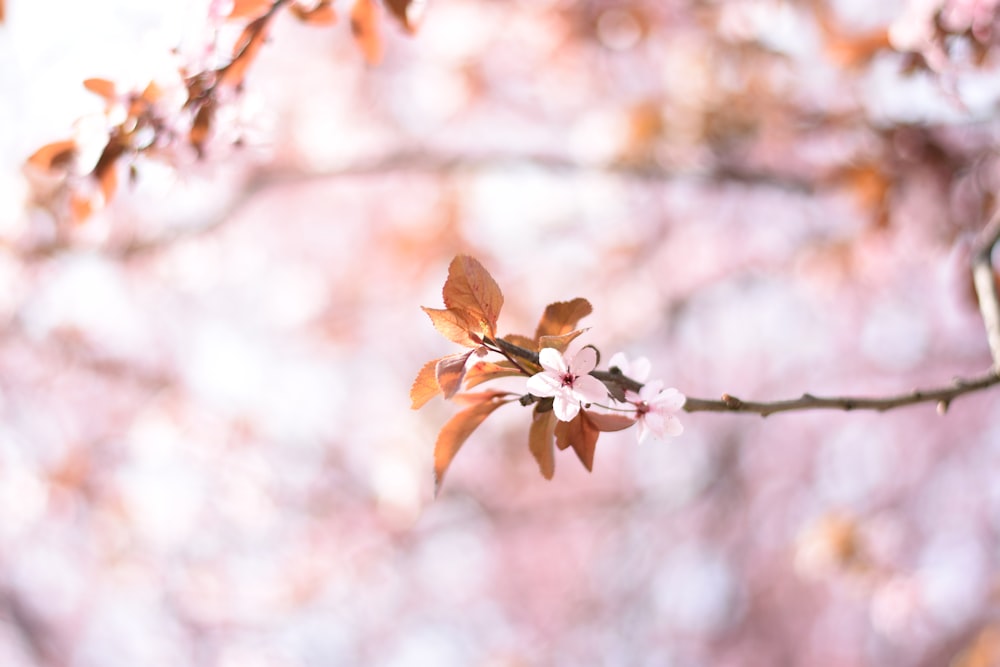 selective focus photo of brown leafed tree
