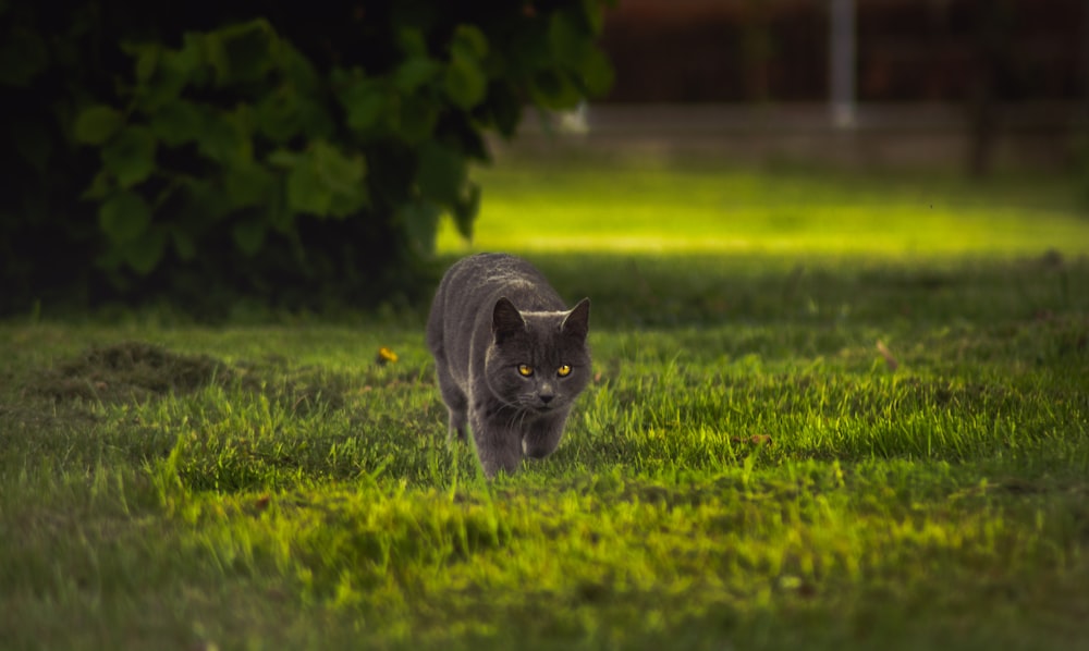 gatto grigio che cammina sull'erba verde durante il giorno