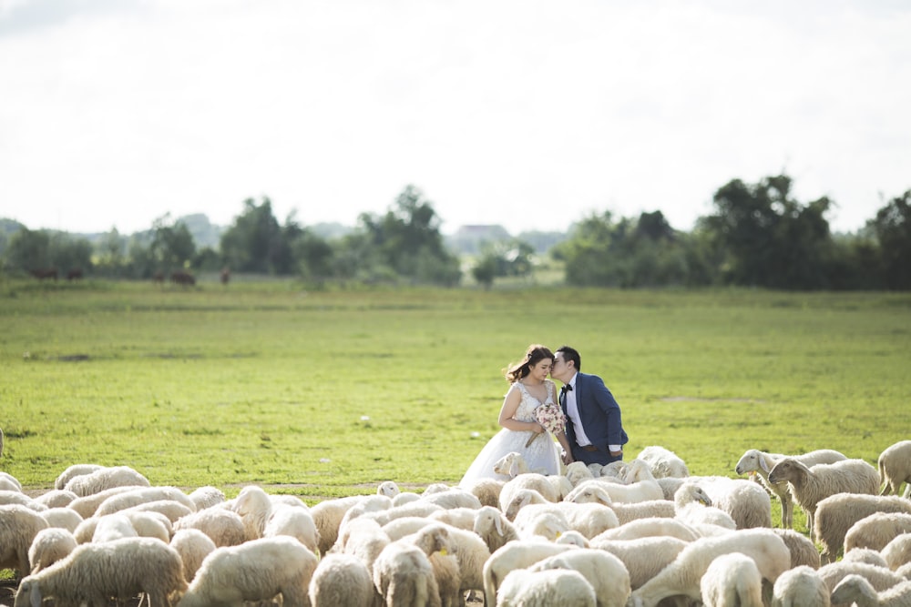 couple in their wedding attire standing in front of sheep herd at daytime