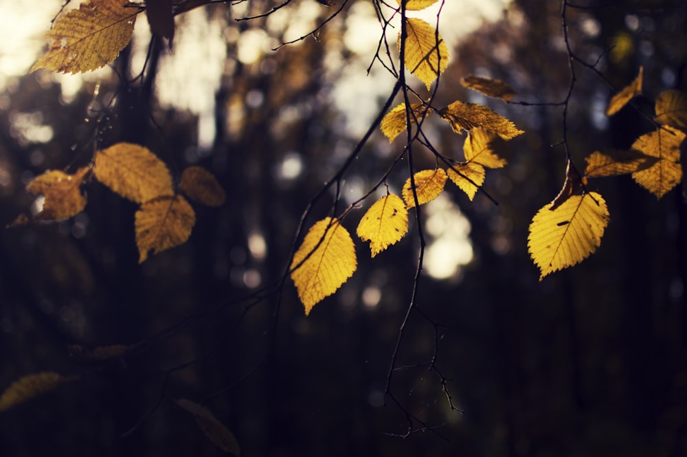 foto macro tirada de folhas marrons na árvore