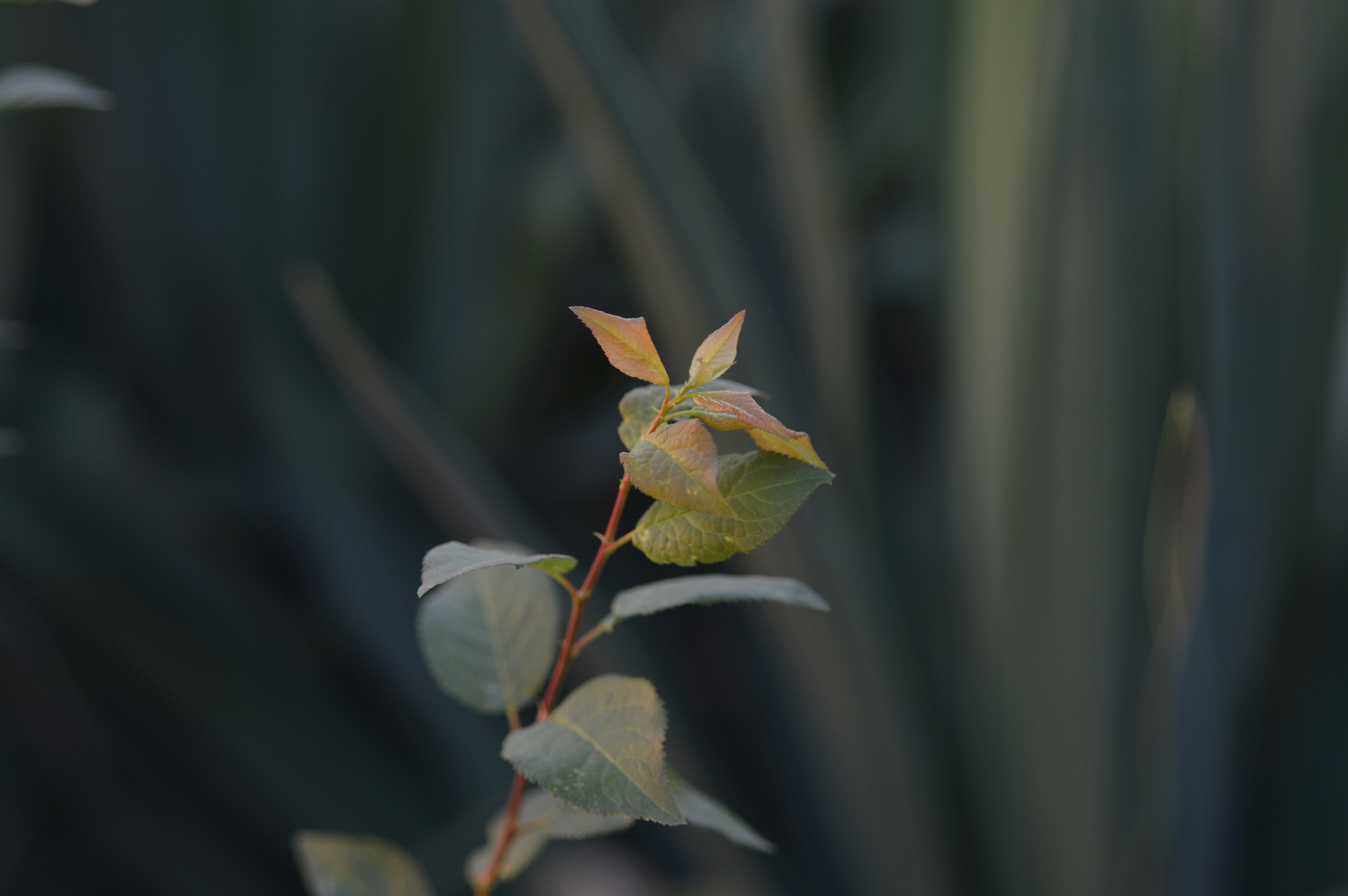 Free Unsplash photo from Alex Nguyen