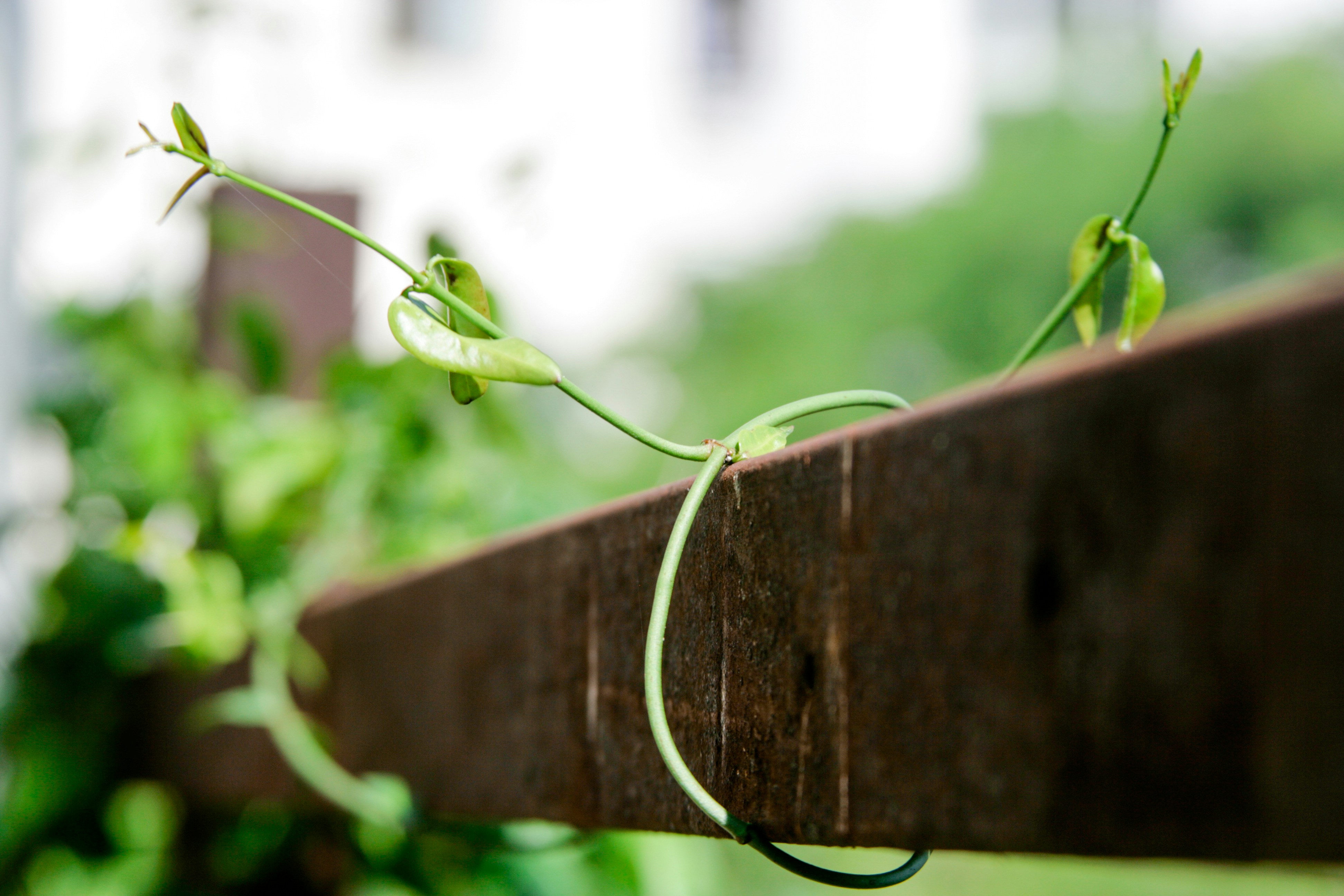 Free Unsplash photo from Kiên Nguyễn Trọng