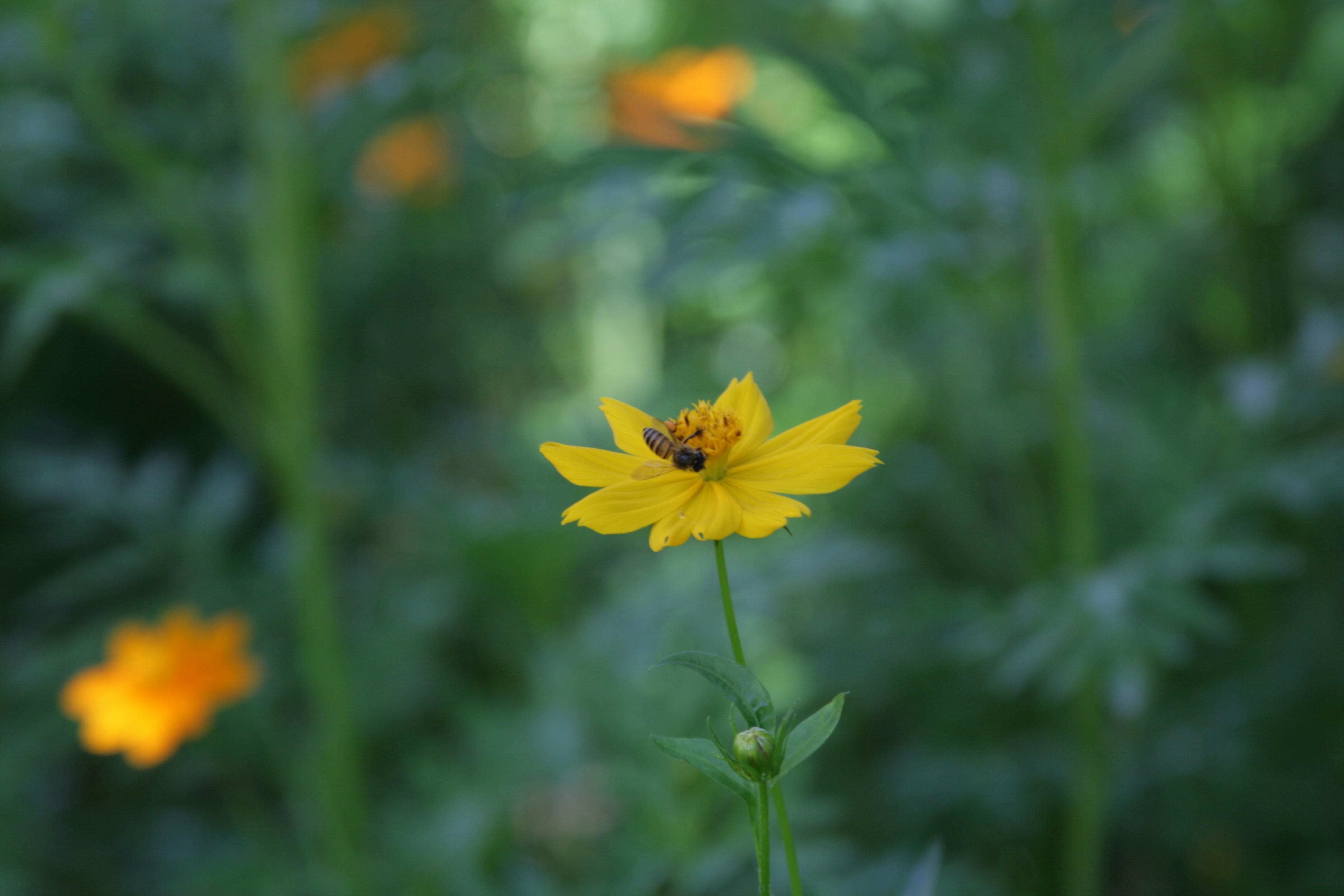 Free Unsplash photo from Kiên Nguyễn Trọng