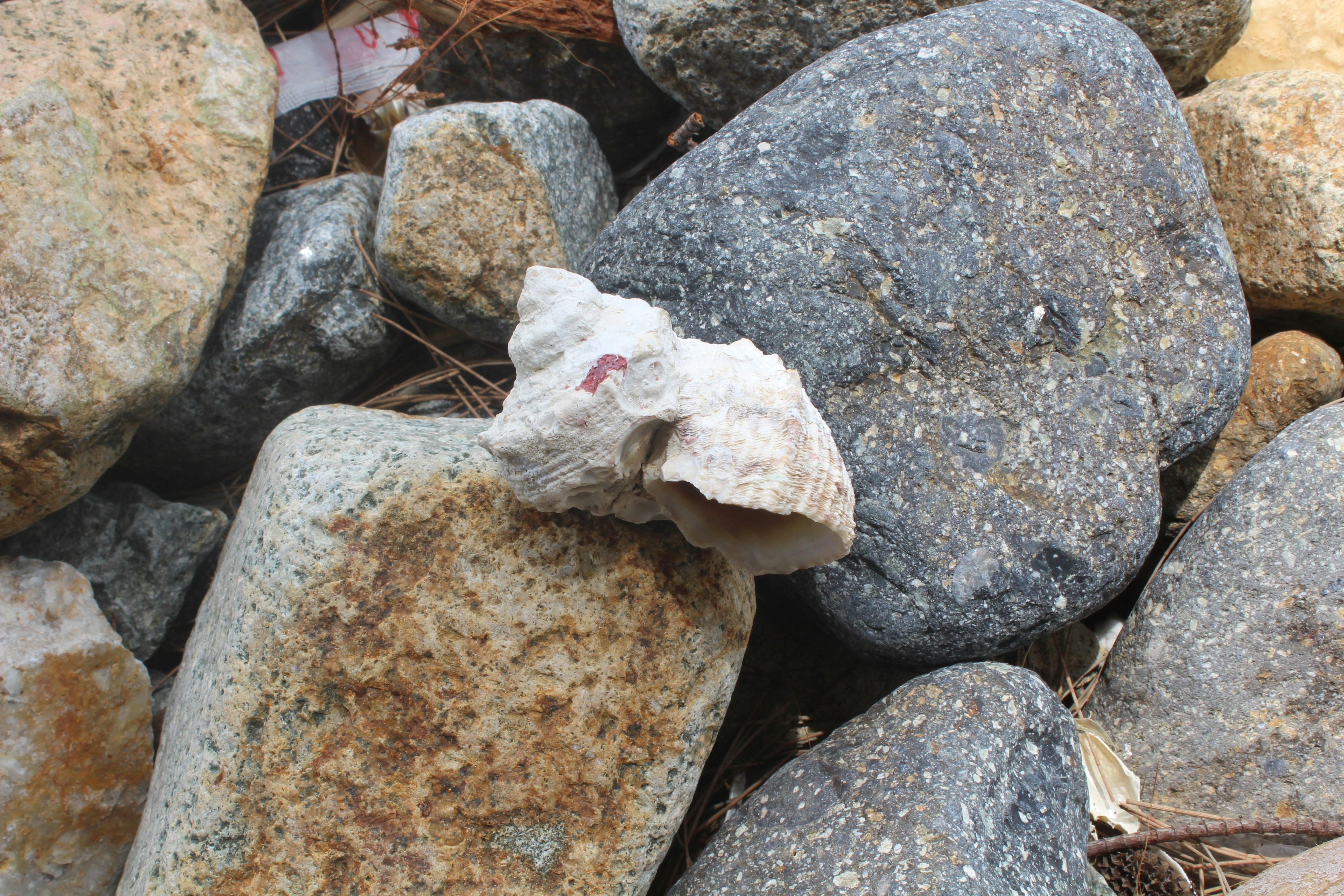 Free Unsplash photo from Kiên Nguyễn Trọng