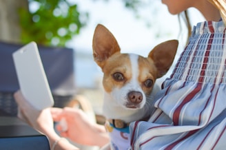 shallow focus photo of Chihuahua