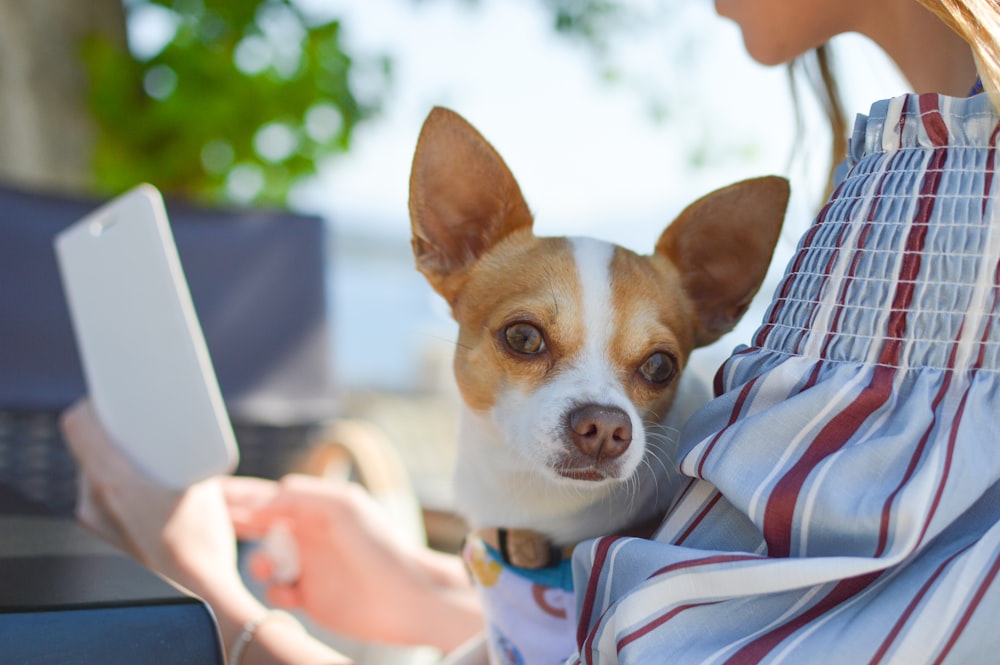 shallow focus photo of Chihuahua