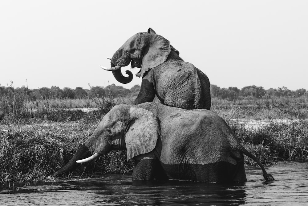 grayscale photo of two elephants on body of water