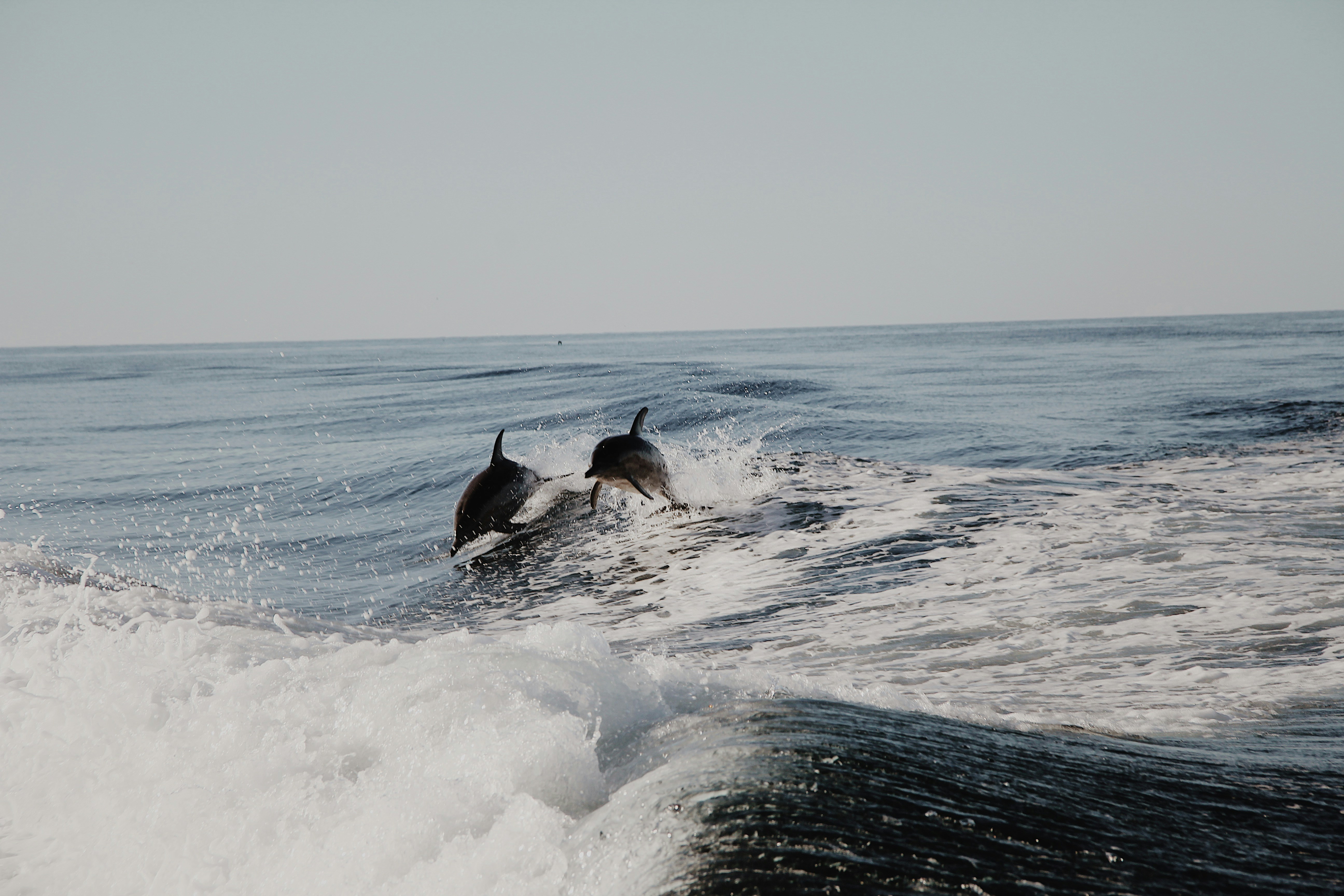 Free Unsplash photo from Christine Donaldson