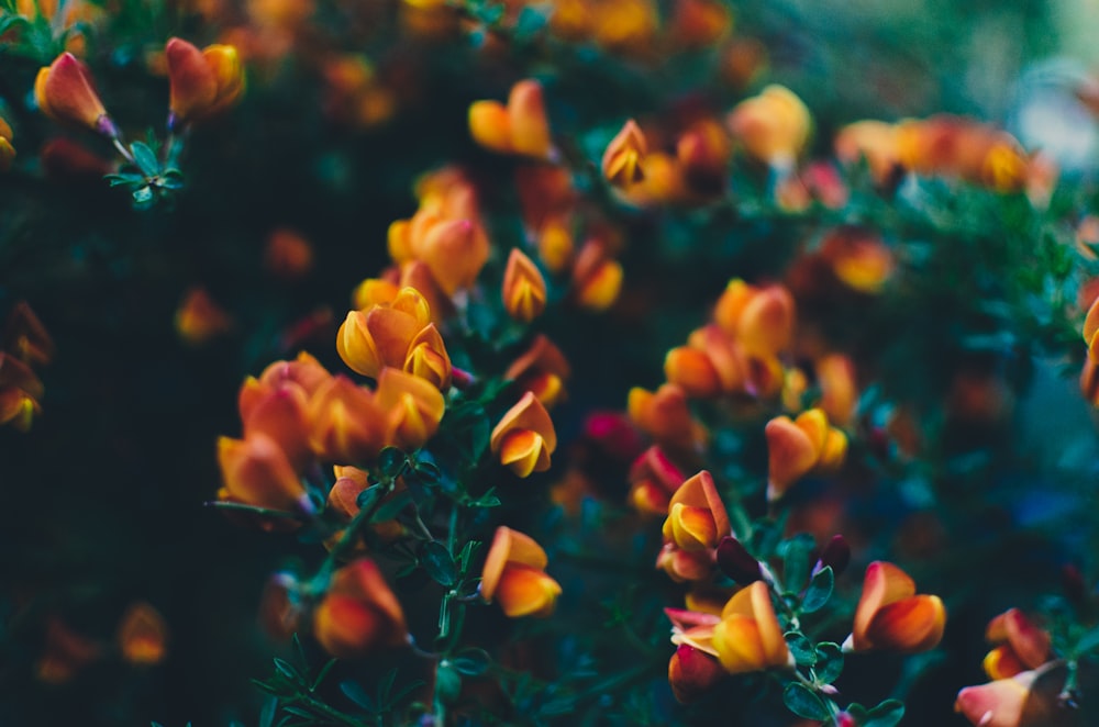 selective photograph of yellow petaled flower