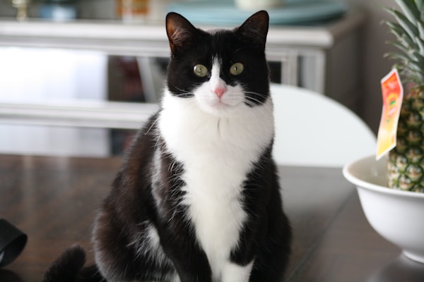 A black and white cat sits on a wooden table, looking directly at the camera with bright green eyes. In the background, a metal or glass cabinet is slightly blurred to emphasize the focus on the cat. To the right, a pineapple with a label sits in a white dish.