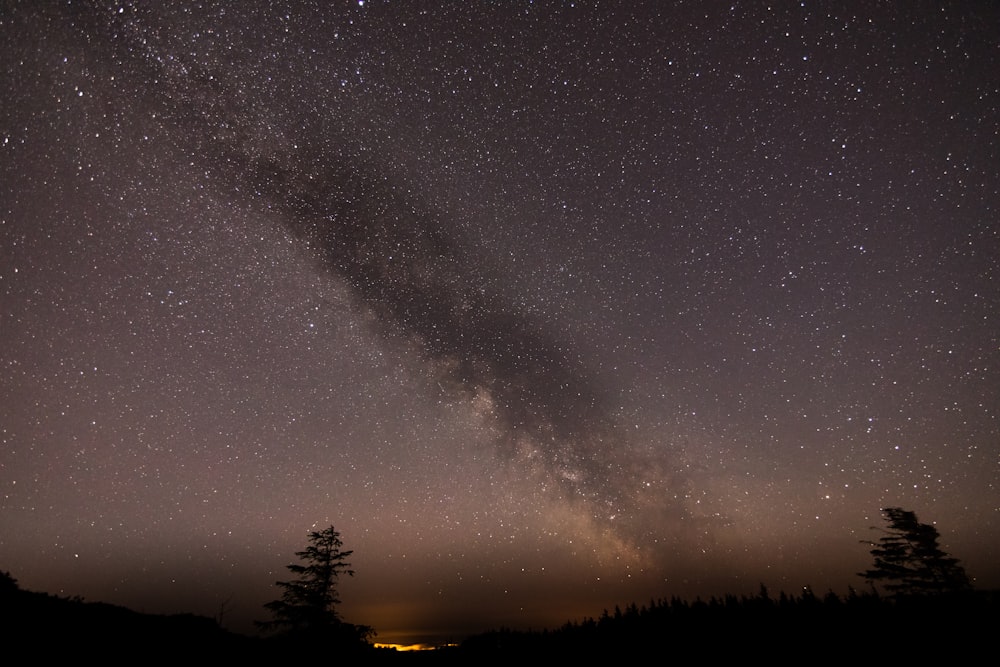 milky way over trees