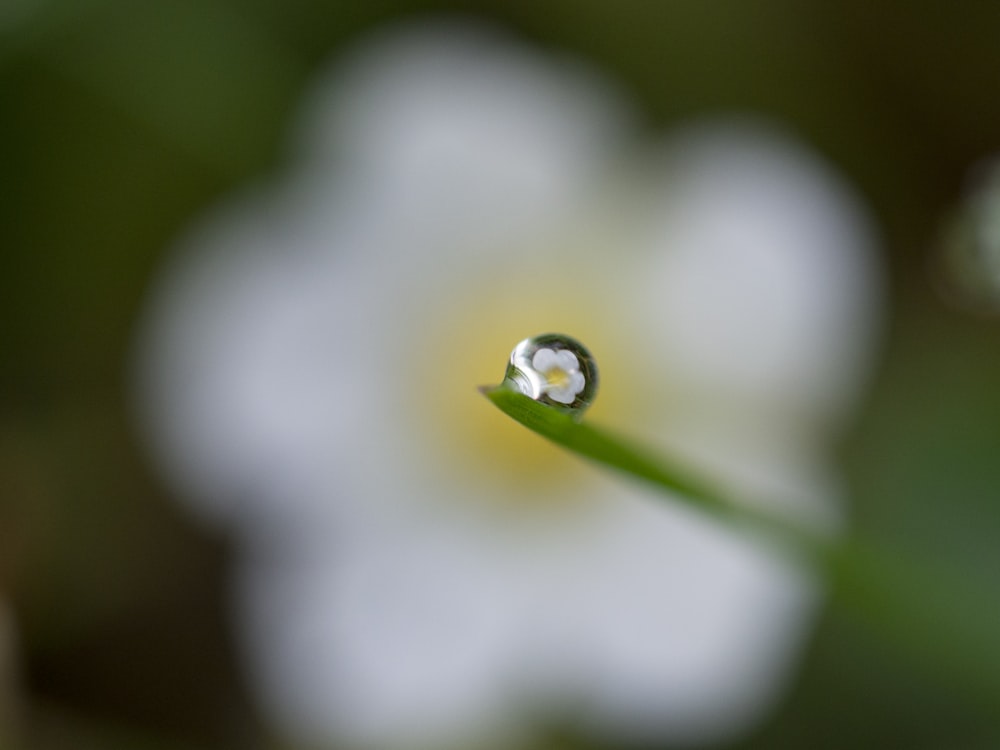 flor de pétalos blancos reflejada en el rocío