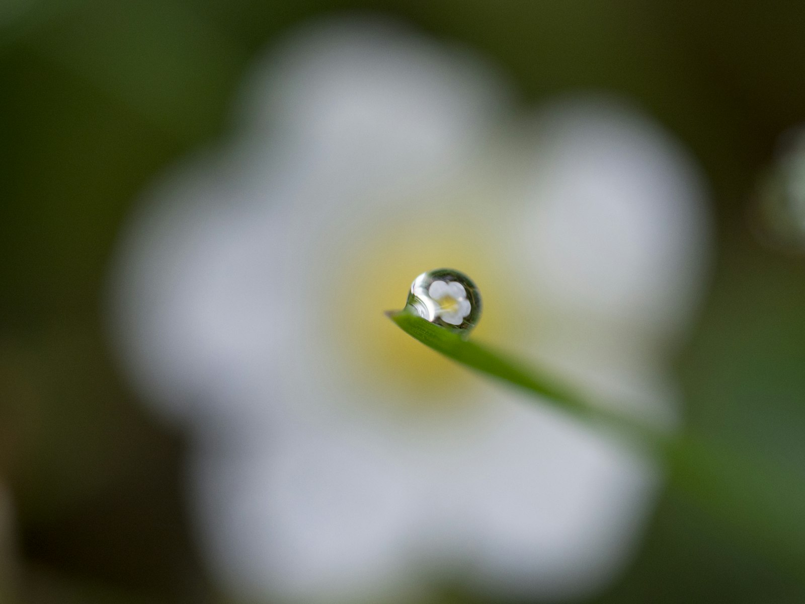 Olympus OM-D E-M10 II + Olympus M.Zuiko Digital ED 60mm F2.8 Macro sample photo. White petaled flower reflected photography