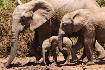 group of elephants