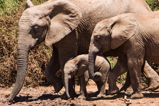 group of elephants