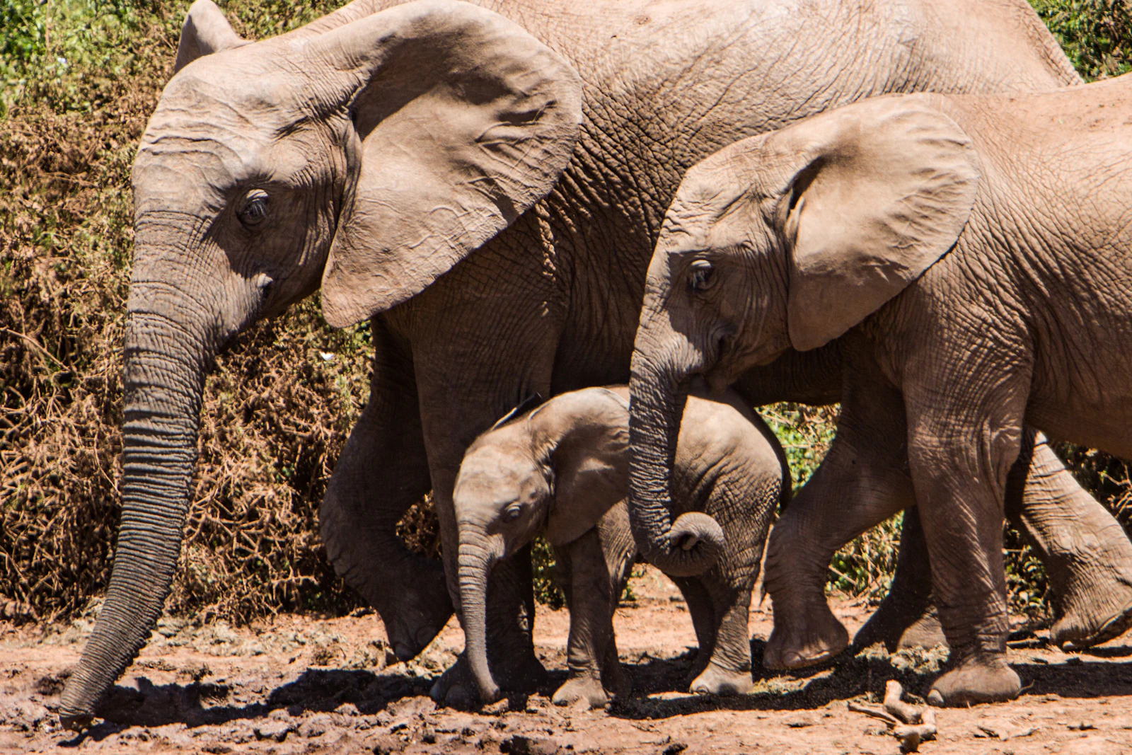 A herd of African elephants