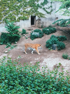 A tiger is walking on a dirt path surrounded by lush green vegetation inside an enclosure. The wall in the background is covered with ivy and there is a small dark doorway visible. Various plants and shrubs add to the natural setting.