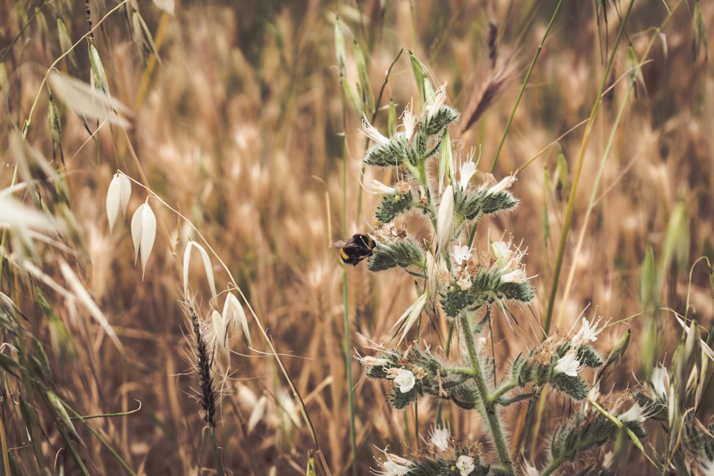 l'herbe verte