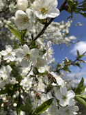 A panoramic view of the apiary surrounded by blooming wildflowers.