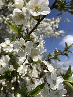 A panoramic view of the lake with bees buzzing around blooming plants.