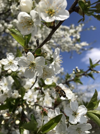 A panoramic view of the lake with bees buzzing around blooming plants.