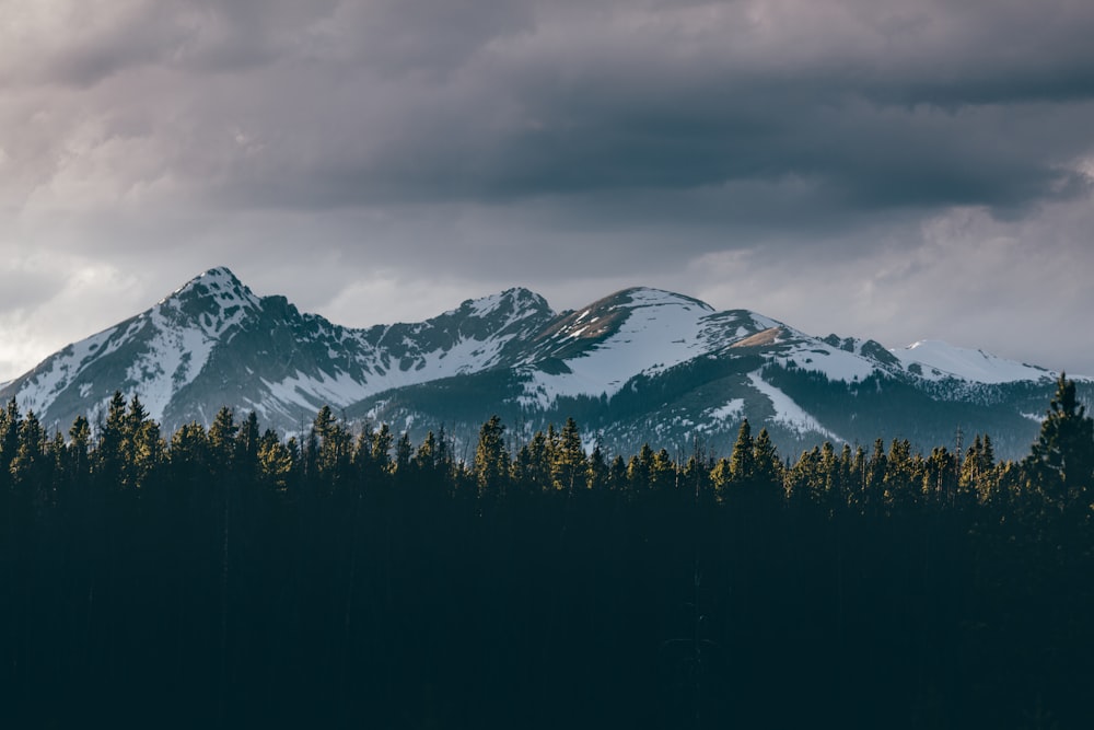 snow capped mountain and forest