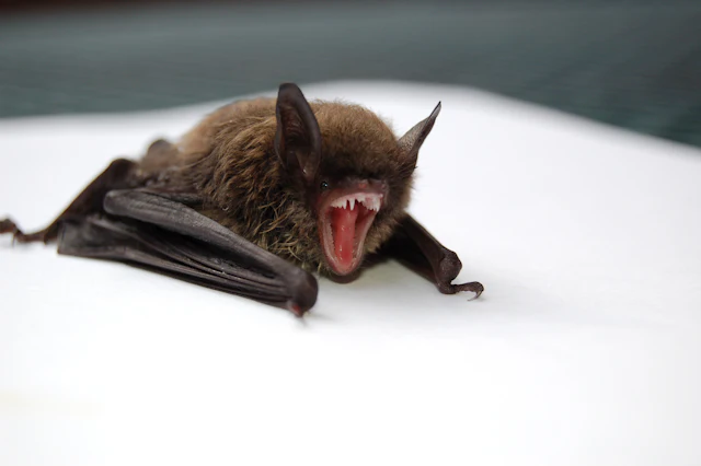 A small brown bat with its mouth open and wings folded on a white surface