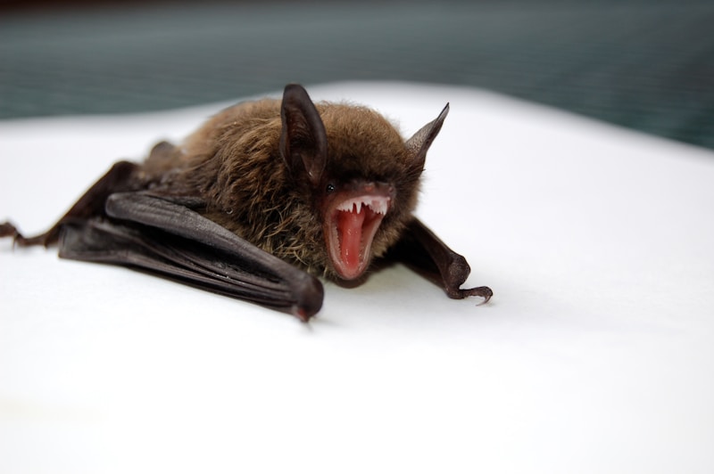 Bat Doeng