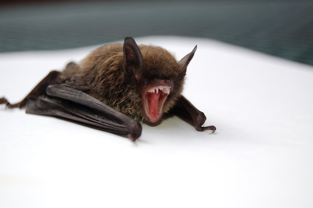 brown and black bat opening mouth