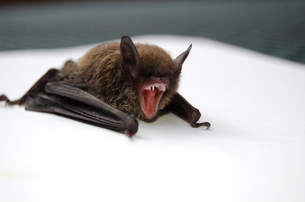 Boca abierta de murciélago marrón y negro