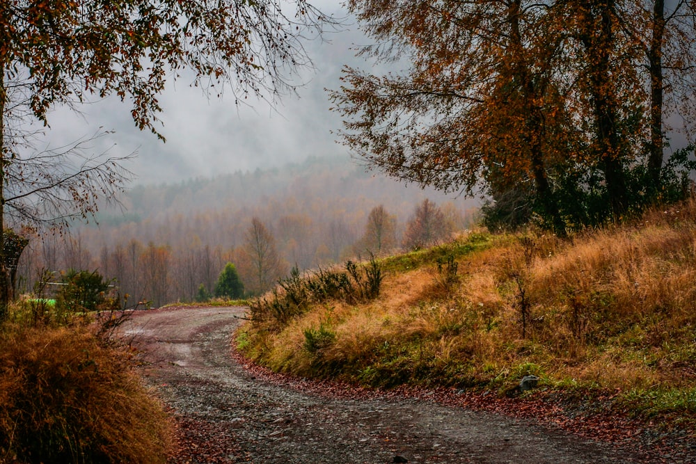 dirt road along trees