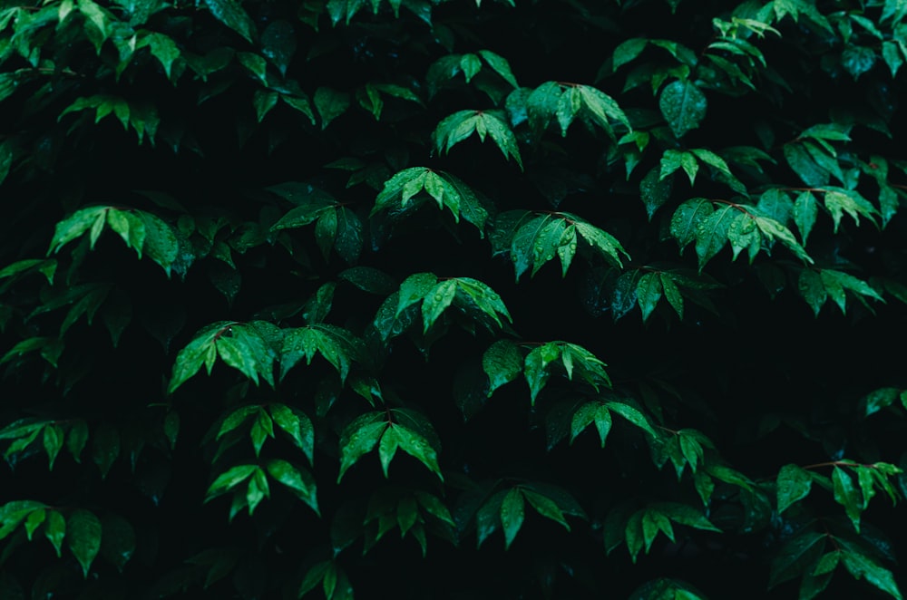 green leafed plant