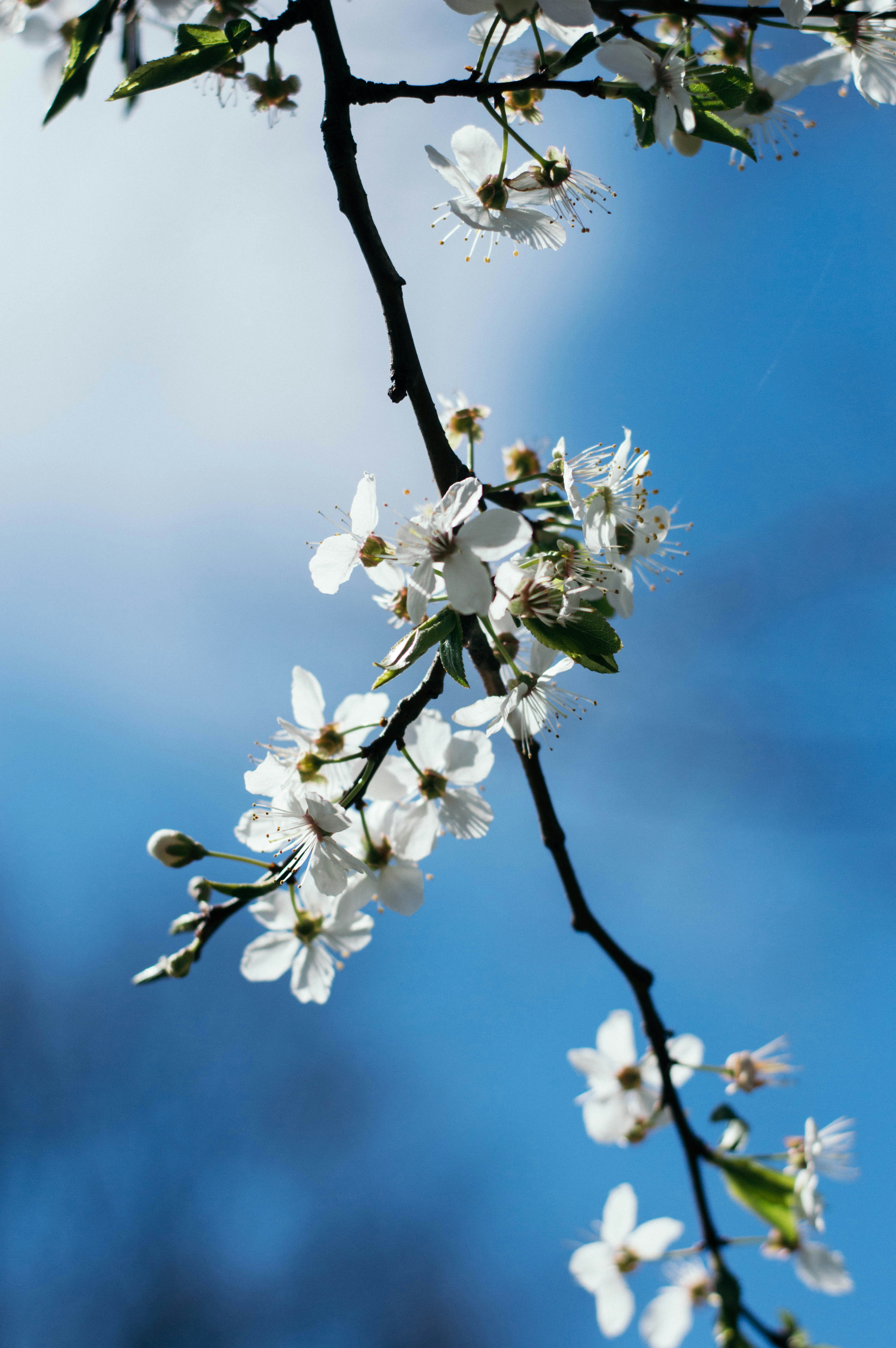 Free Unsplash photo from Adelin Preda