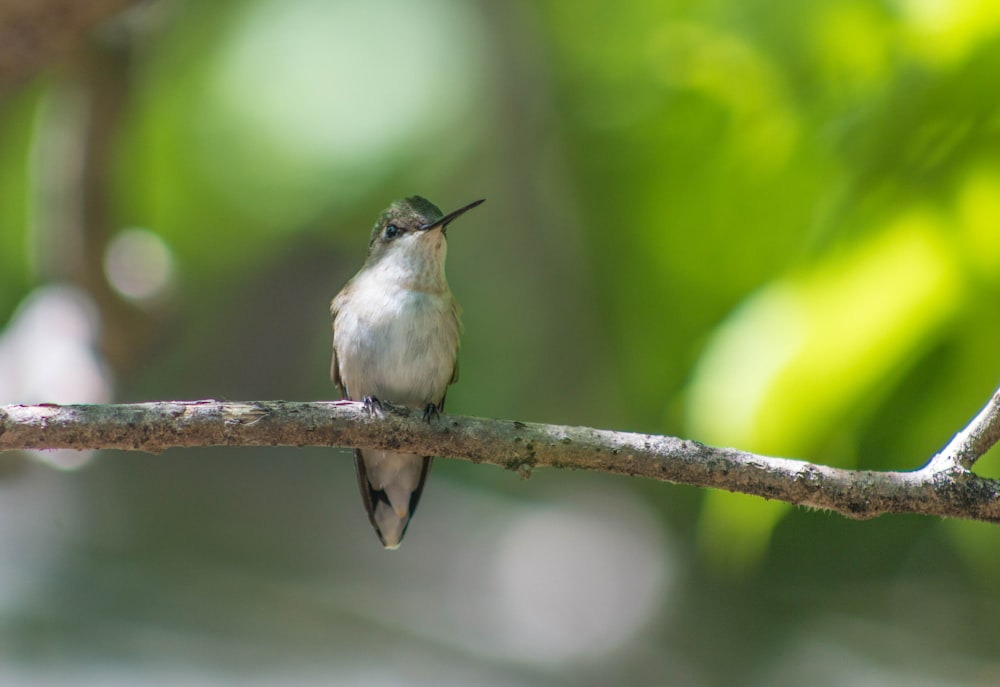 fotografia seletiva de pássaro em galho de árvore