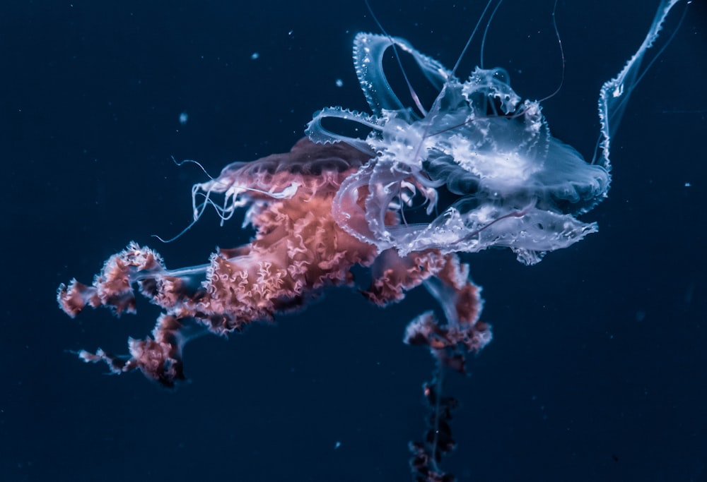 Selektive Fokusfotografie von weißen und roten Quallen auf See