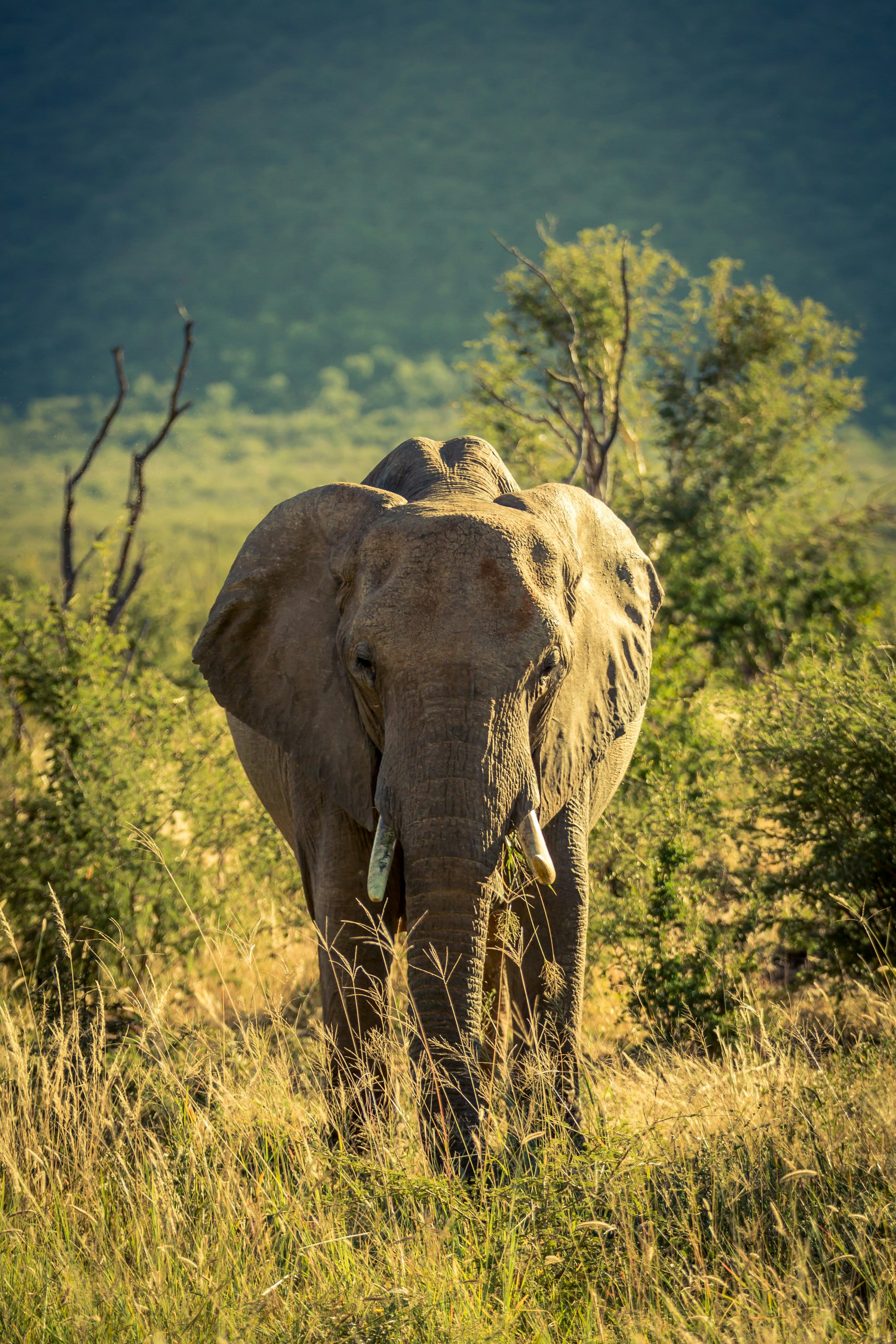 Free Unsplash photo from Robert Metz