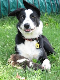 A black and white dog with a friendly expression lies on green grass, holding a soft toy in its paws. Its ears are perked up, and it wears a collar with a yellow tag. A green piece of equipment or obstacle is visible in the background.