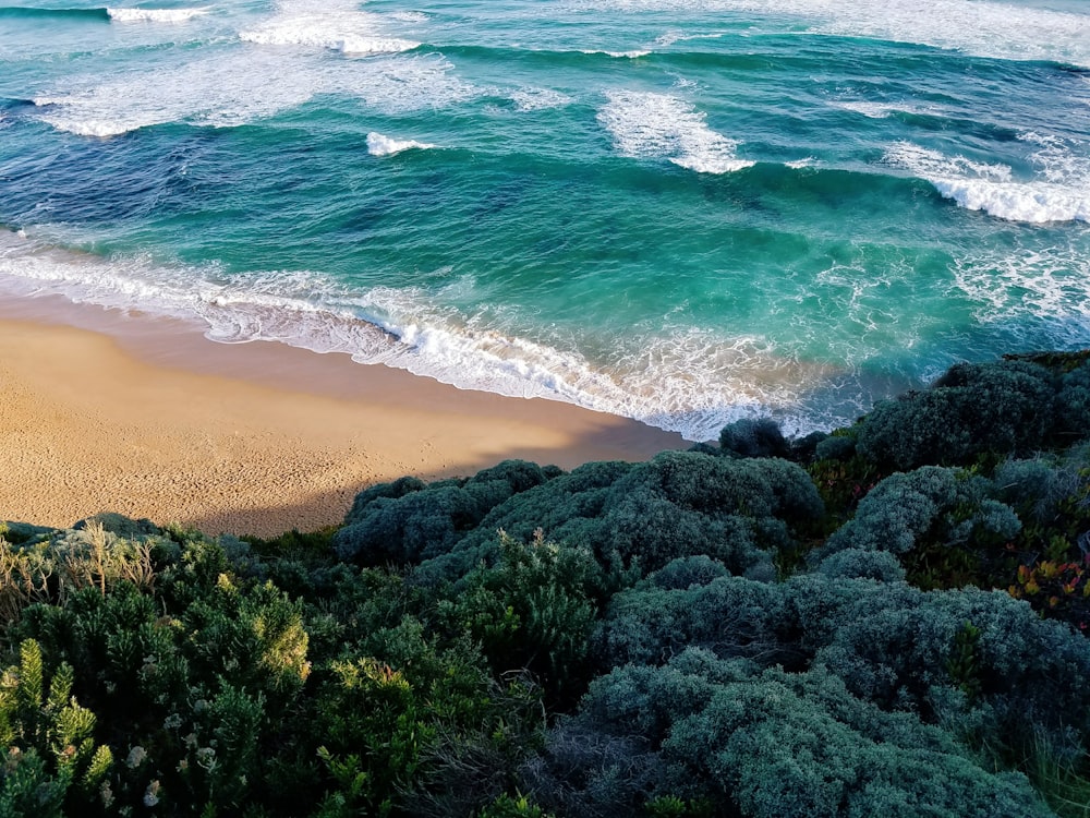 aerial view of seashore and trees