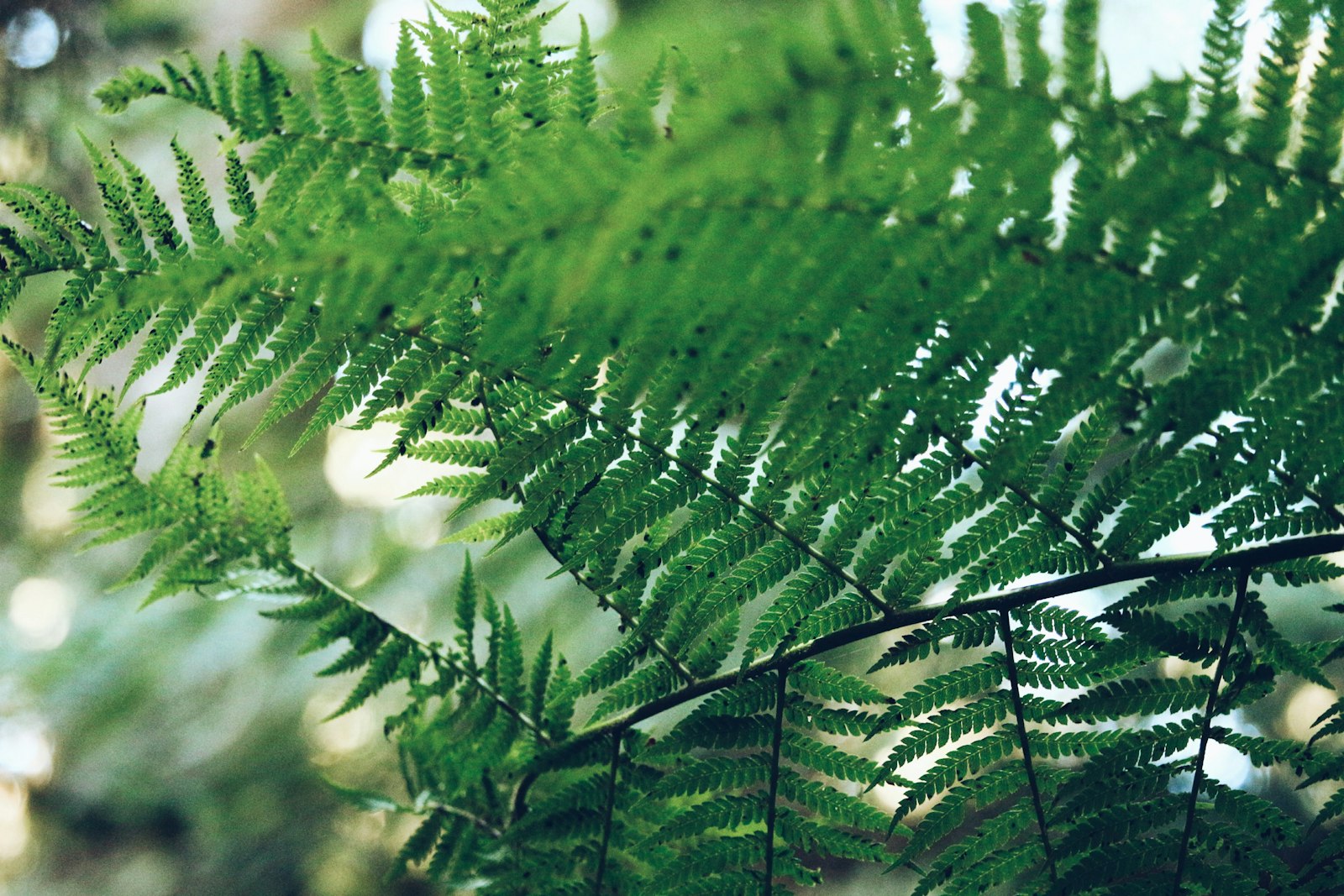 Canon EOS 100D (EOS Rebel SL1 / EOS Kiss X7) + Canon EF-S 55-250mm F4-5.6 IS STM sample photo. Green plant photography