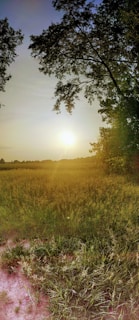The beautiful landscape of the farm during sunset.