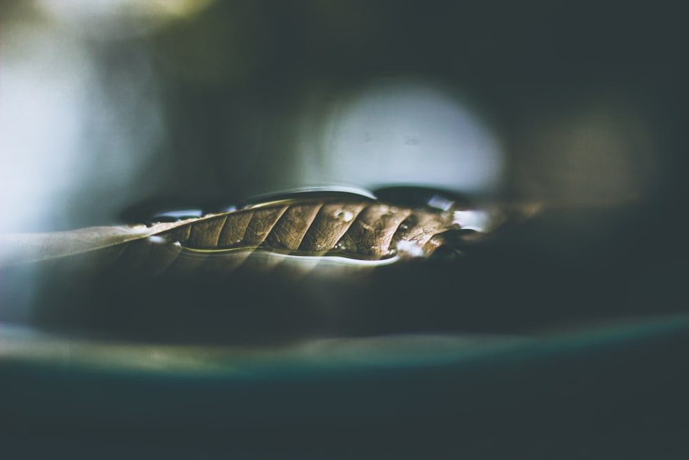 close photo of leaf on body of water