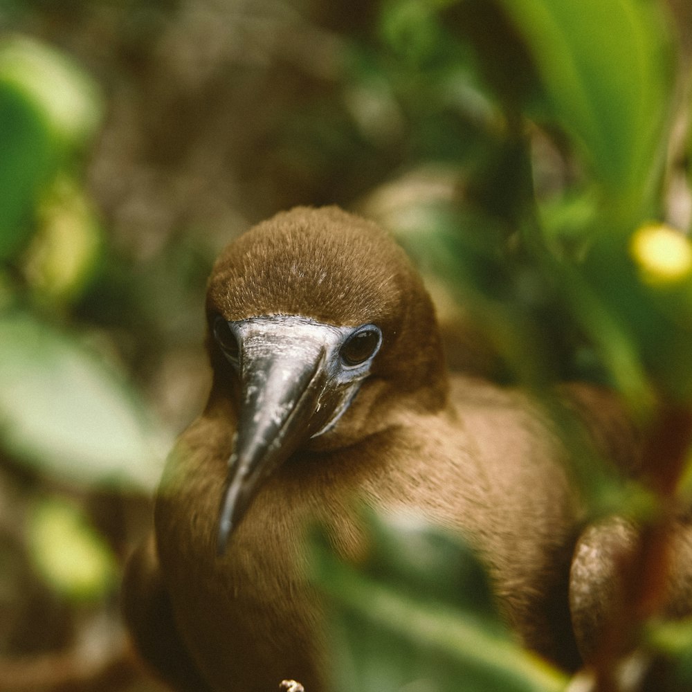 shallow focus photo of brown bitd