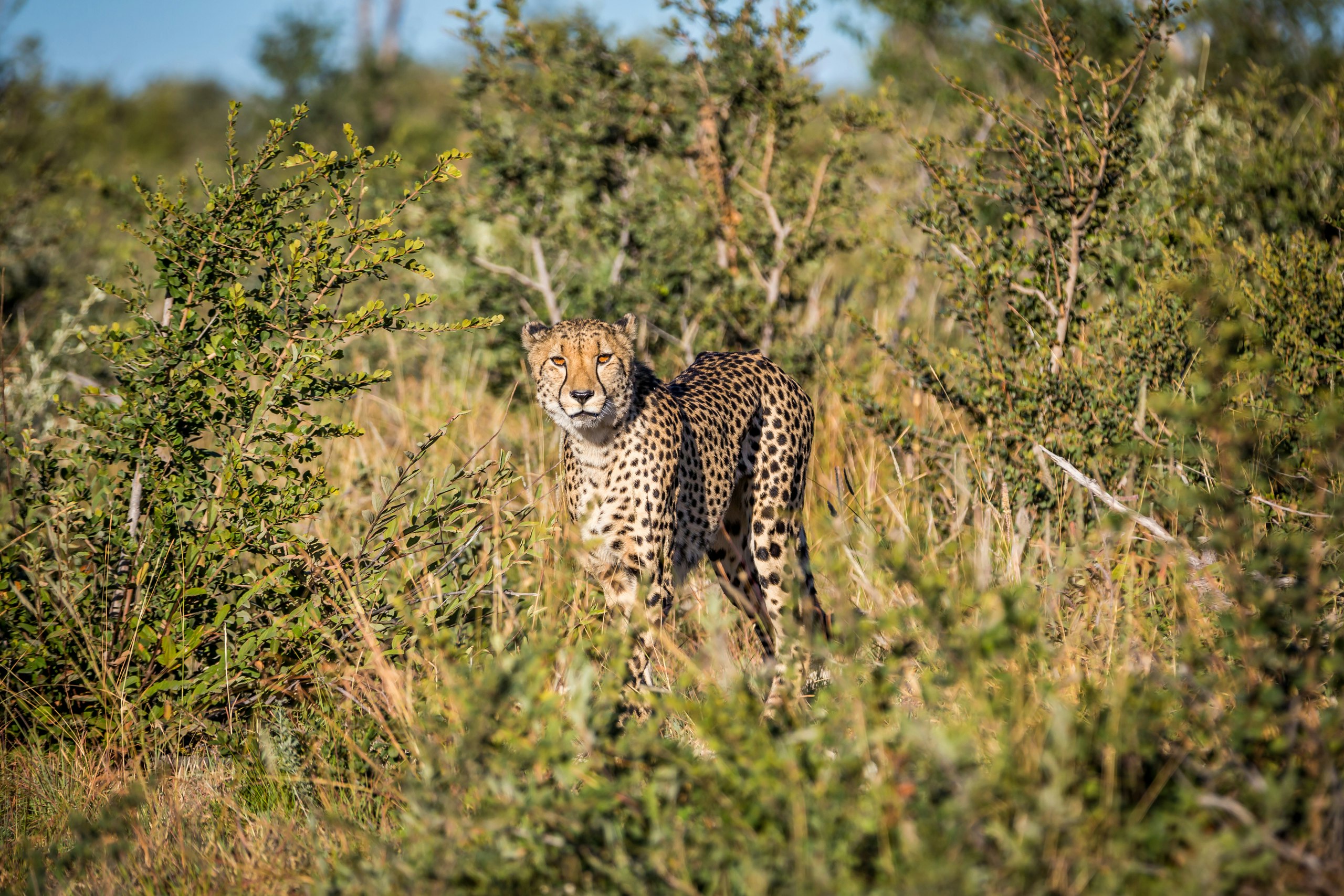 cheetah standing on grass field during day time