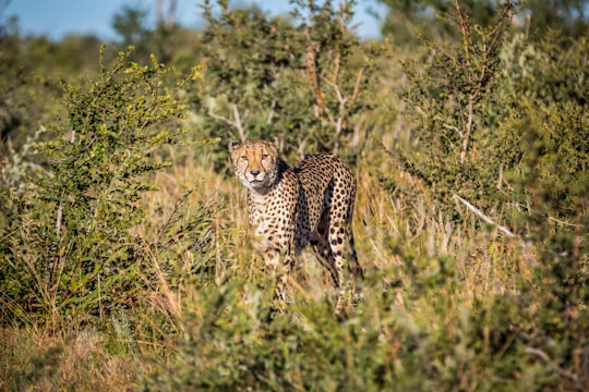 cheetah standing on grass field during day time in Madikwe Game Reserve South Africa