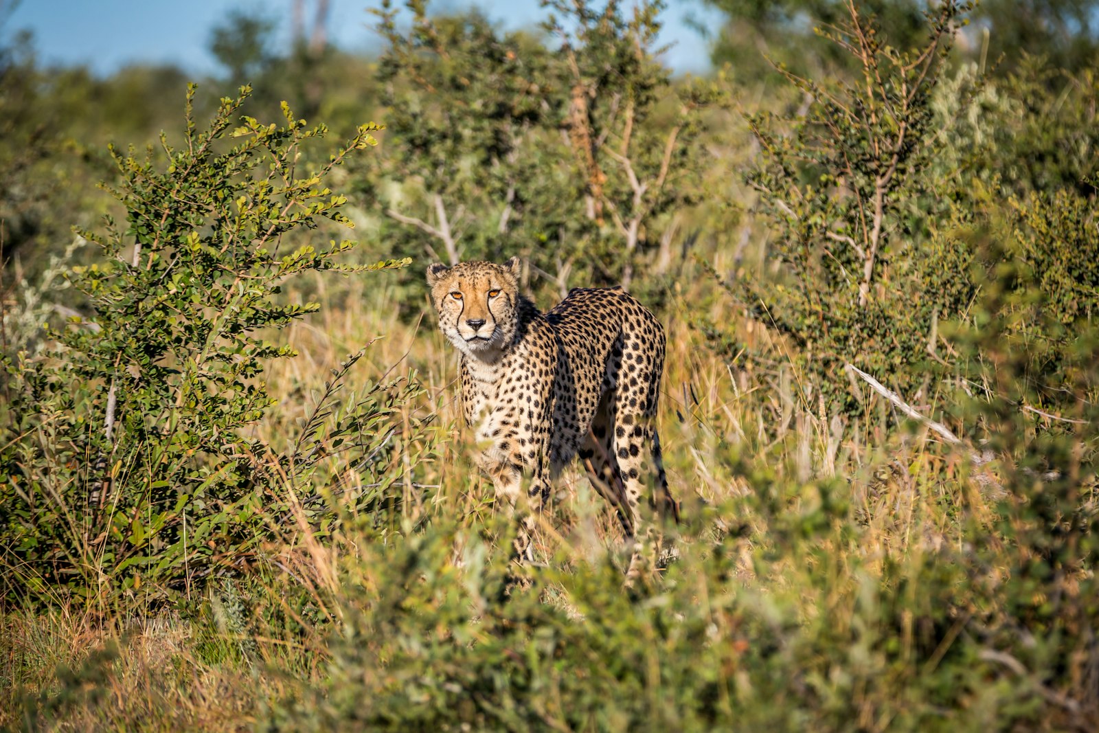 Canon EF 70-200mm F2.8L IS II USM sample photo. Cheetah standing on grass photography