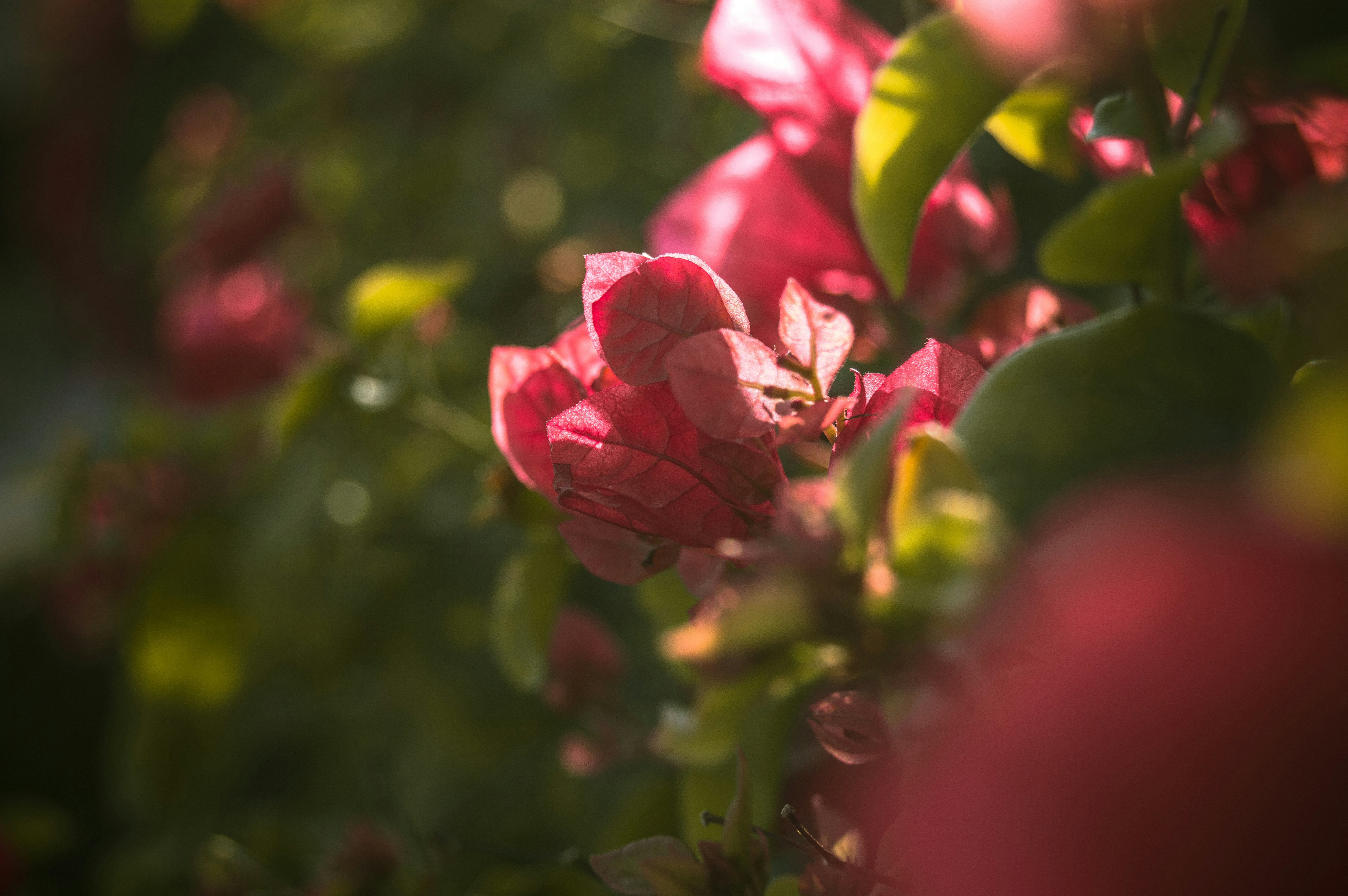 Free Unsplash photo from Muhannad Shmouty