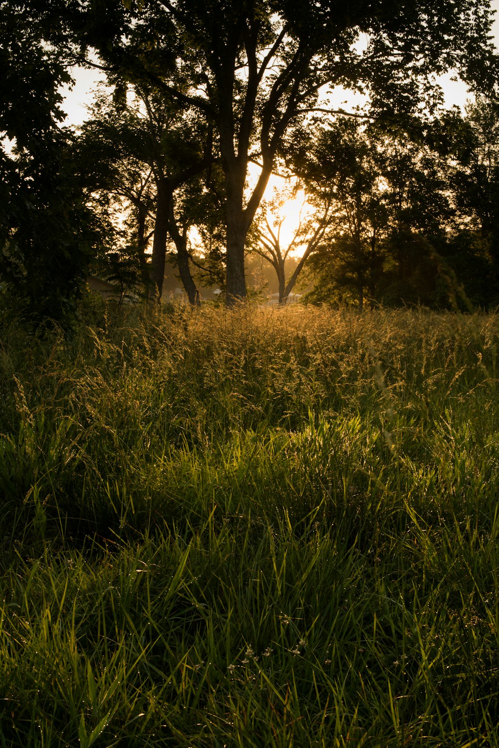 green grasses