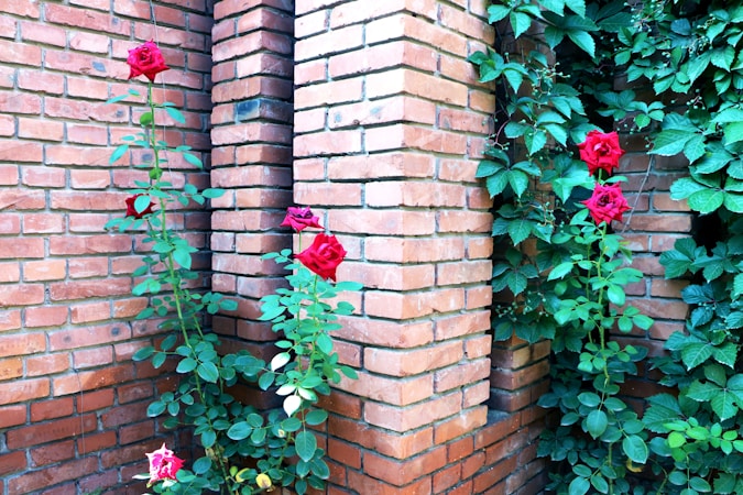 The Beauty of Indian Roses: Characteristics, Care, and Popular Varieties