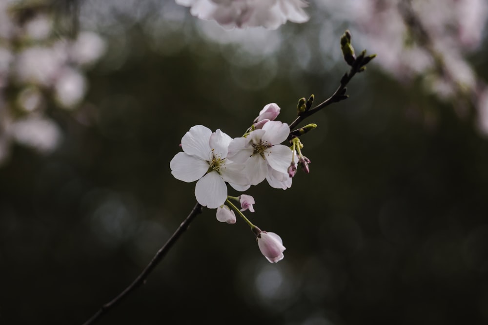 fiori bianchi e rosa nell'albero